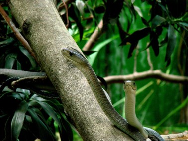 Ndlondlo Reptile Park