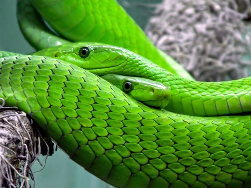 Ndlondlo Reptile Park