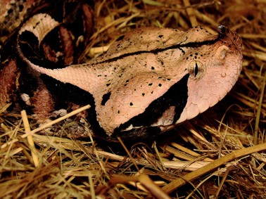 Ndlondlo Reptile Park