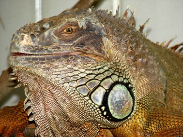 Ndlondlo Reptile Park