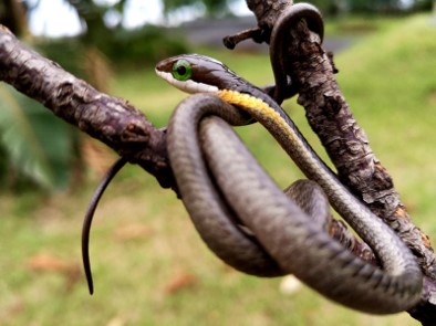 Ndlondlo Reptile Park